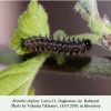 brenthis daphne daghestan larva l3